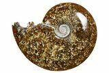 Polished Ammonite (Cleoniceras) Fossil - Madagascar #352369-1